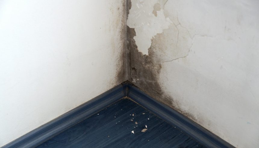 Black mold vs. green mold