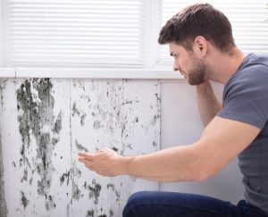 How Cutting-Edge Mold Removal and Remediation Can Transform Your Home Environment