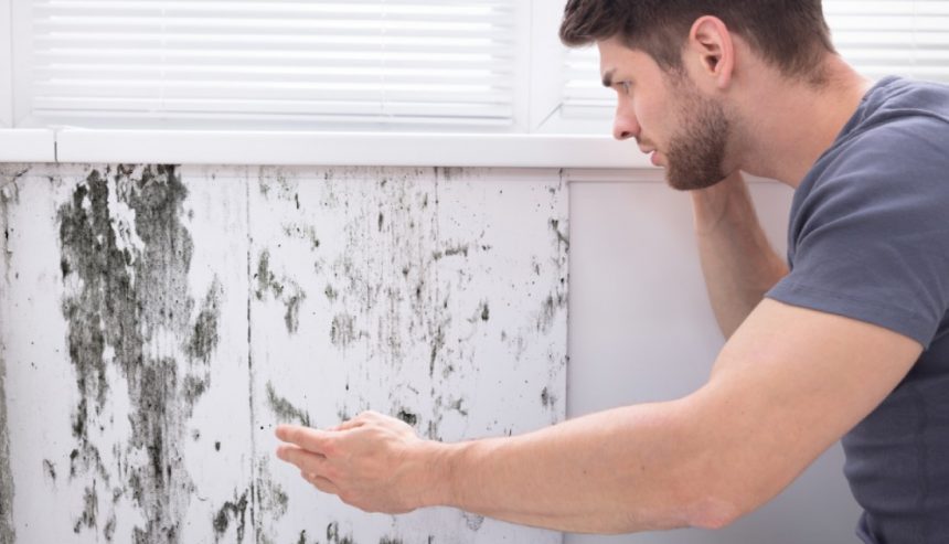 How Cutting-Edge Mold Removal and Remediation Can Transform Your Home Environment