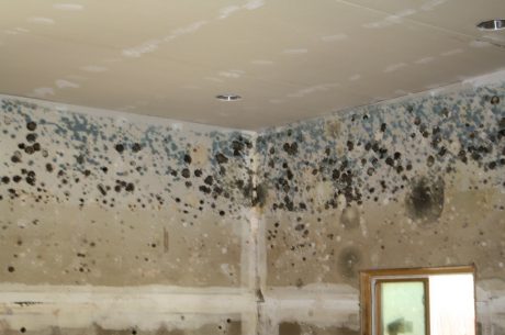 Prevent Mold Growth