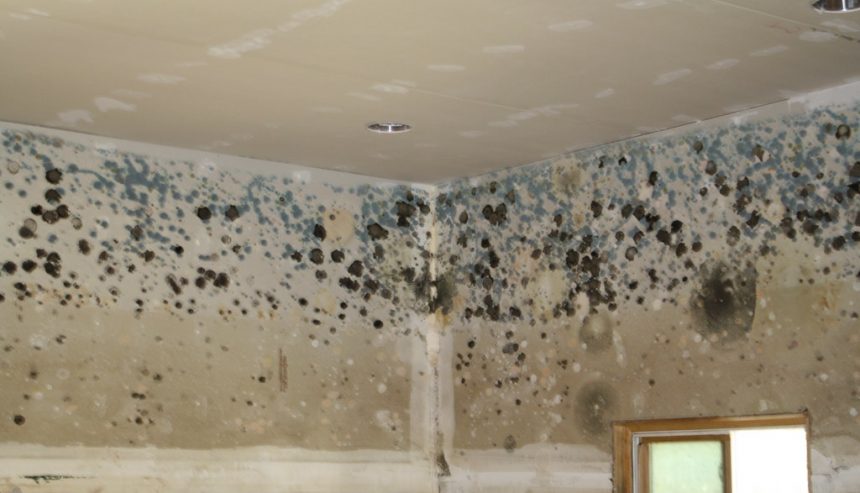 Prevent Mold Growth