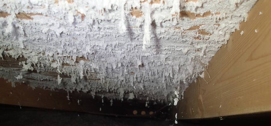 “From Fungus to Fabulous: Tackling White Mold on Painted Wood with Confidence”