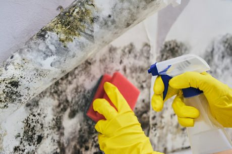 Mold remediation for elderly couple