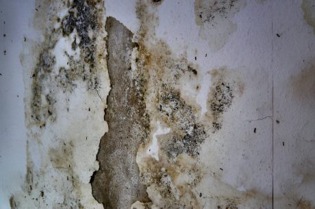 mold remediation in siesta key