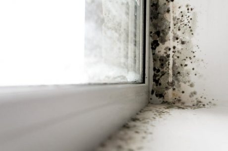 Mold damage