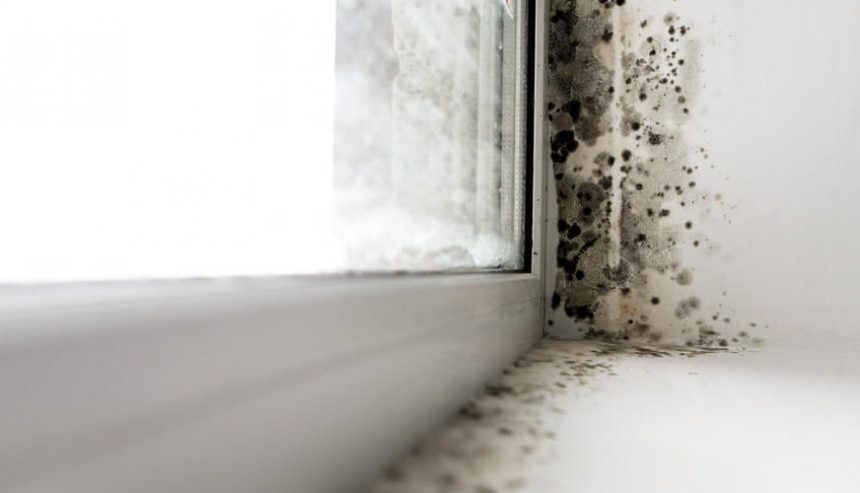 Mold damage