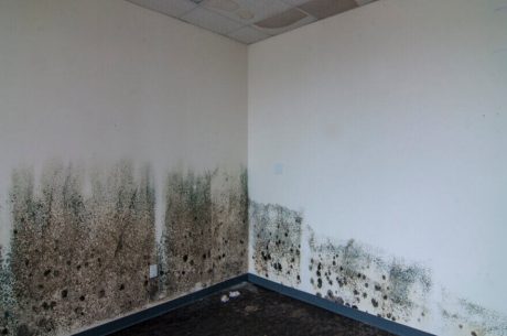 Mold remediation