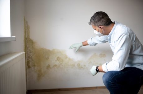 Here's some mold facts.