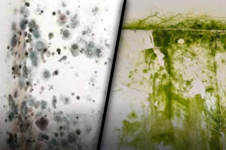 Black mold and Green Mold