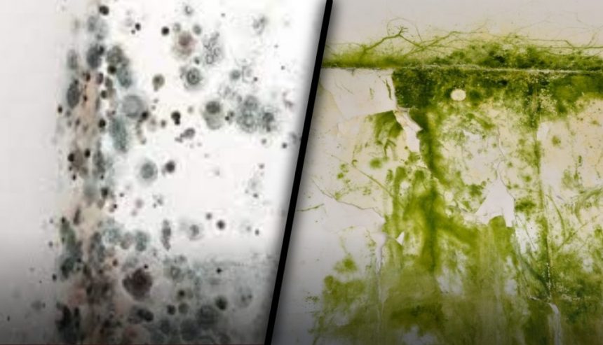 Black mold and Green Mold