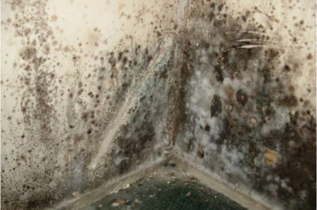 Mold growth