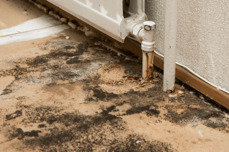 mold remediation