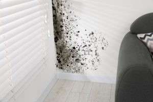 Mold on a wall behind a couch