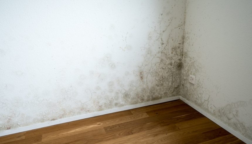 how to get rid of mold on painted walls