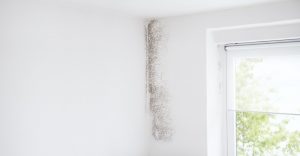 mold removal in Virginia ﻿