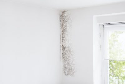 mold removal in Virginia ﻿