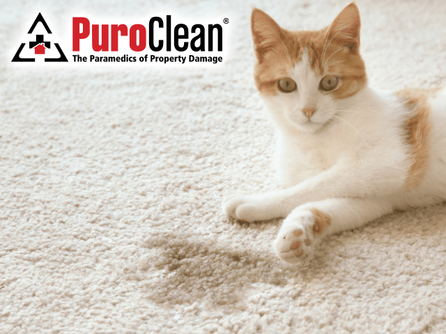 Carpet Cleaning