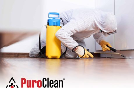 Mold Removal Service