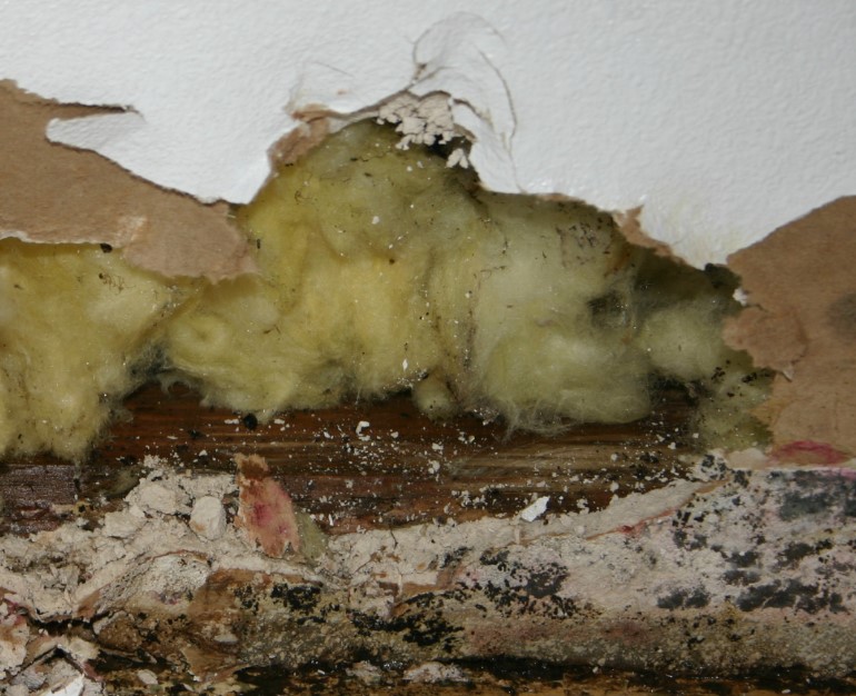 Mold Remediation Techniques