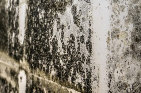 Preventing Mold Growth after Water Damage