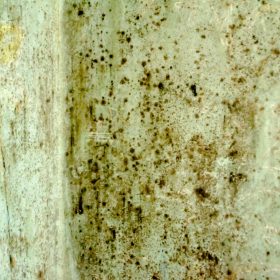 10 Common Myths About Mold Removal