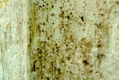 10 Common Myths About Mold Removal