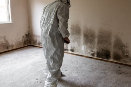 Mold Remediation Costs What to Expect and How to Budget