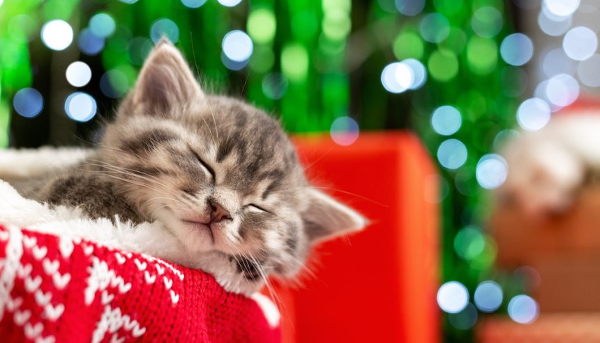 Gray kitten naps on a red Christmas blanket in front of a blurry festive backdrop