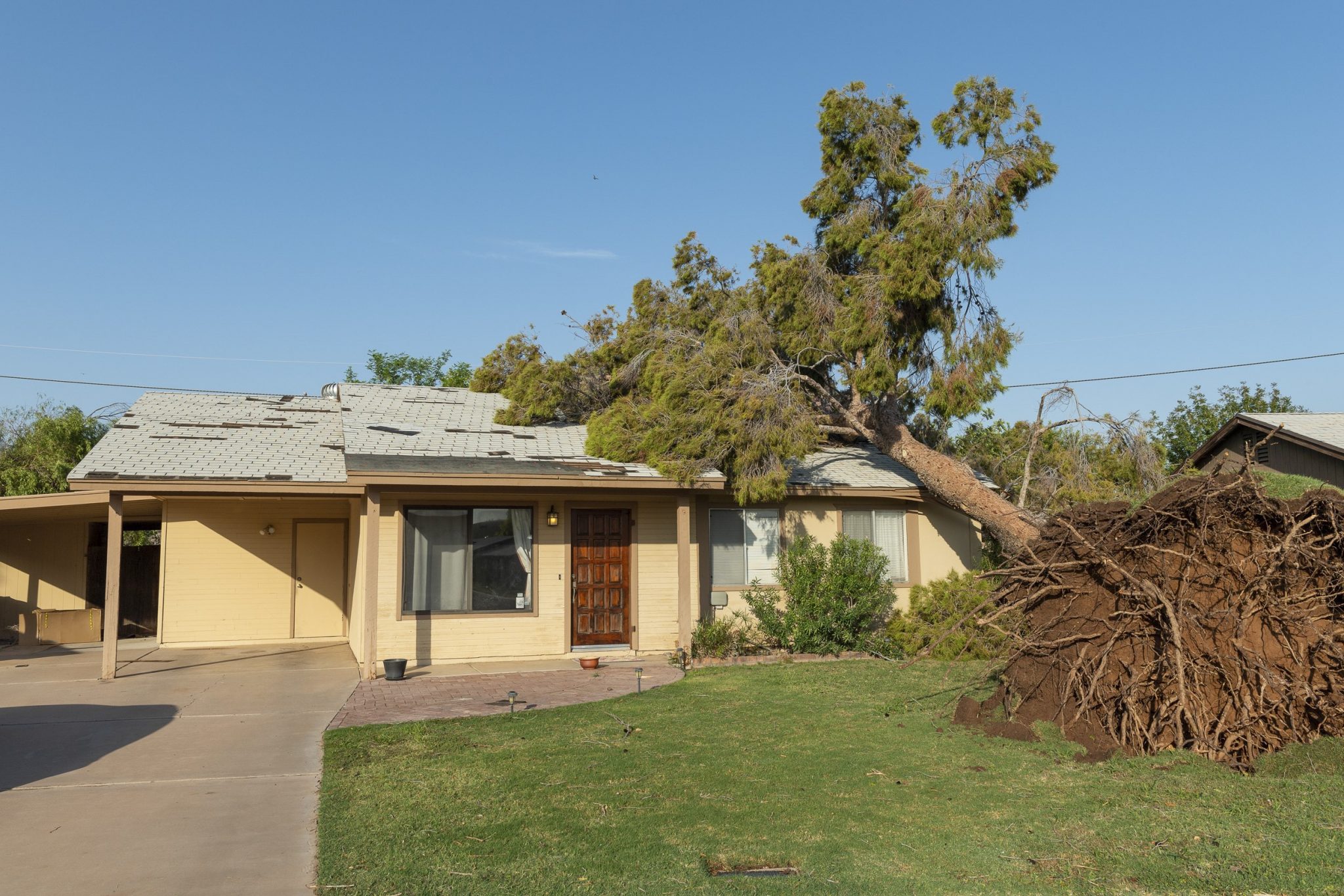 Uprooted tree fallen on roof