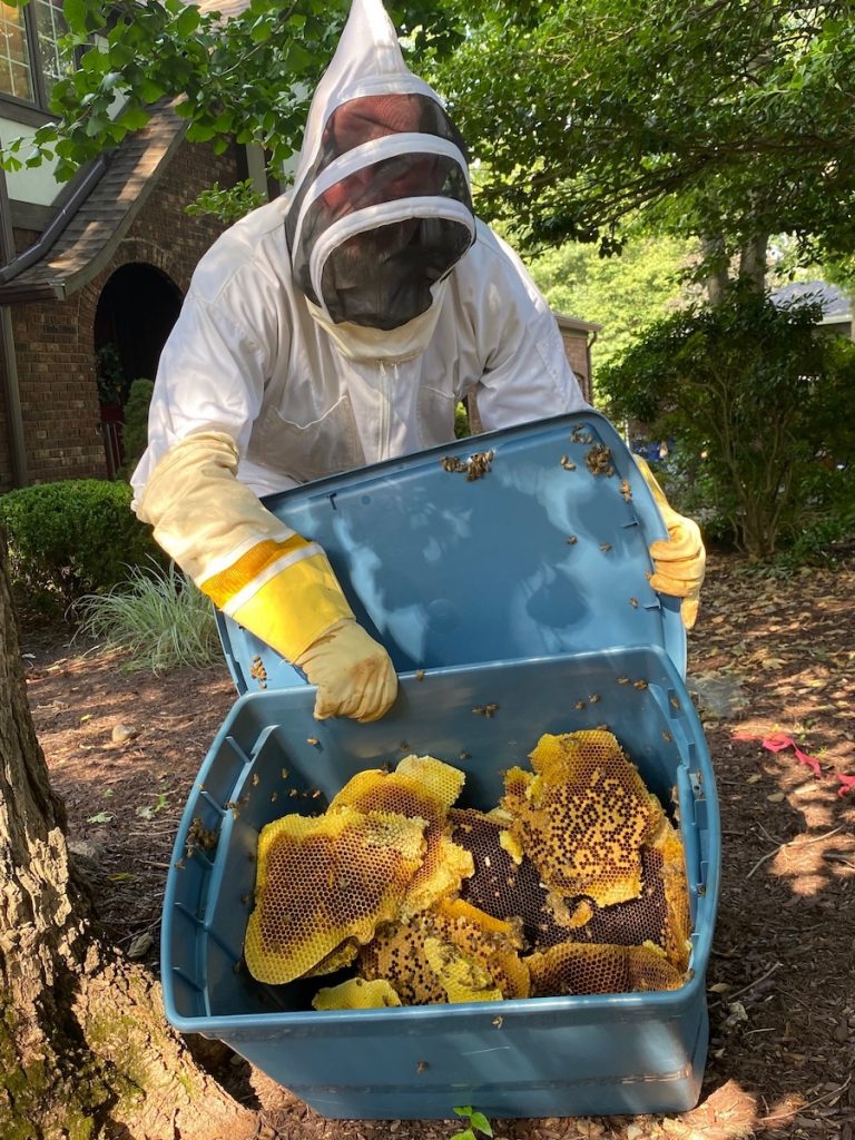 Removed a honeycomb in Ringwood, NJ