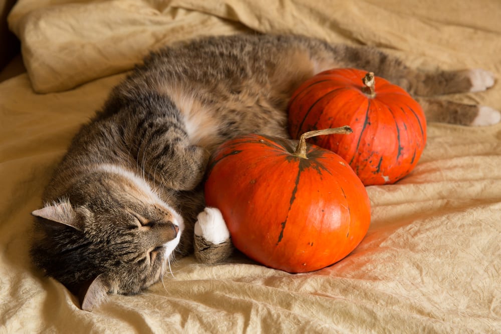 How To Keep Your Pets Safe This Thanksgiving - PuroClean HQ