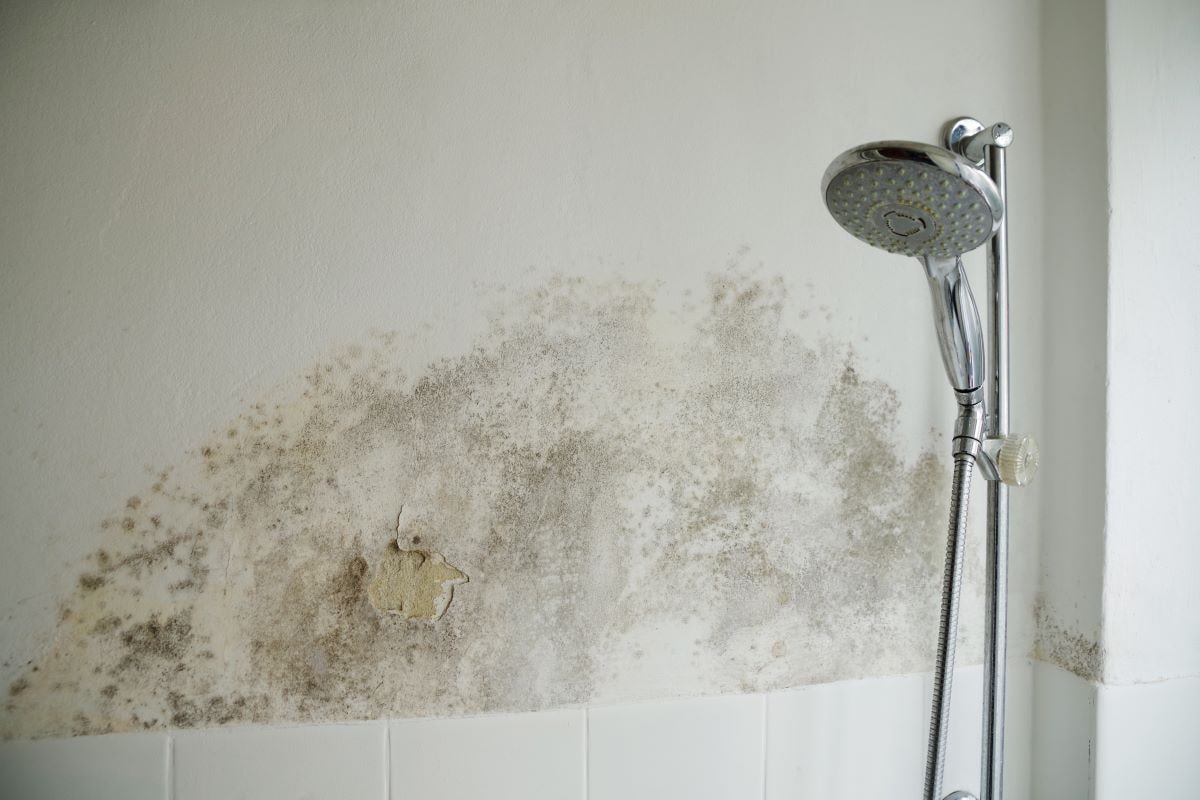 remove mildew from walls