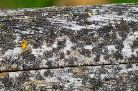 mold on wood