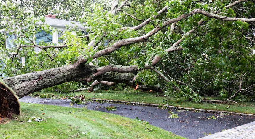 Tree knocked down. Storm damage restoration is significant in spring.