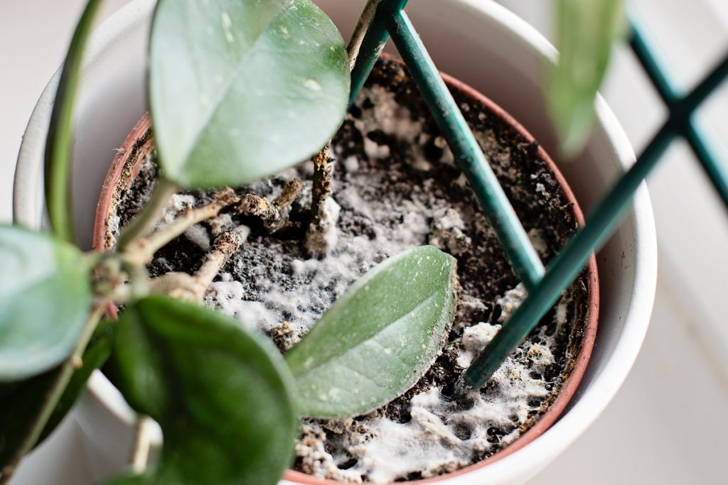 mold in houseplant soil