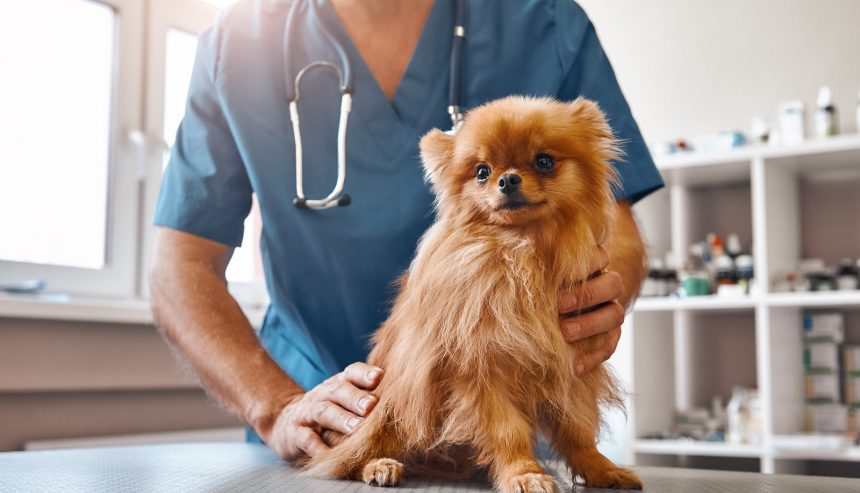 pet spaying benefits