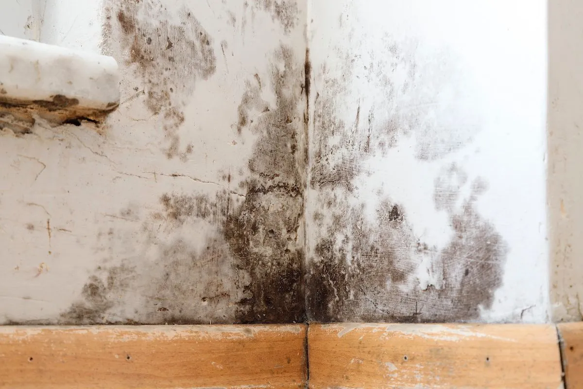 Is Mold in a Hotel Room Dangerous?