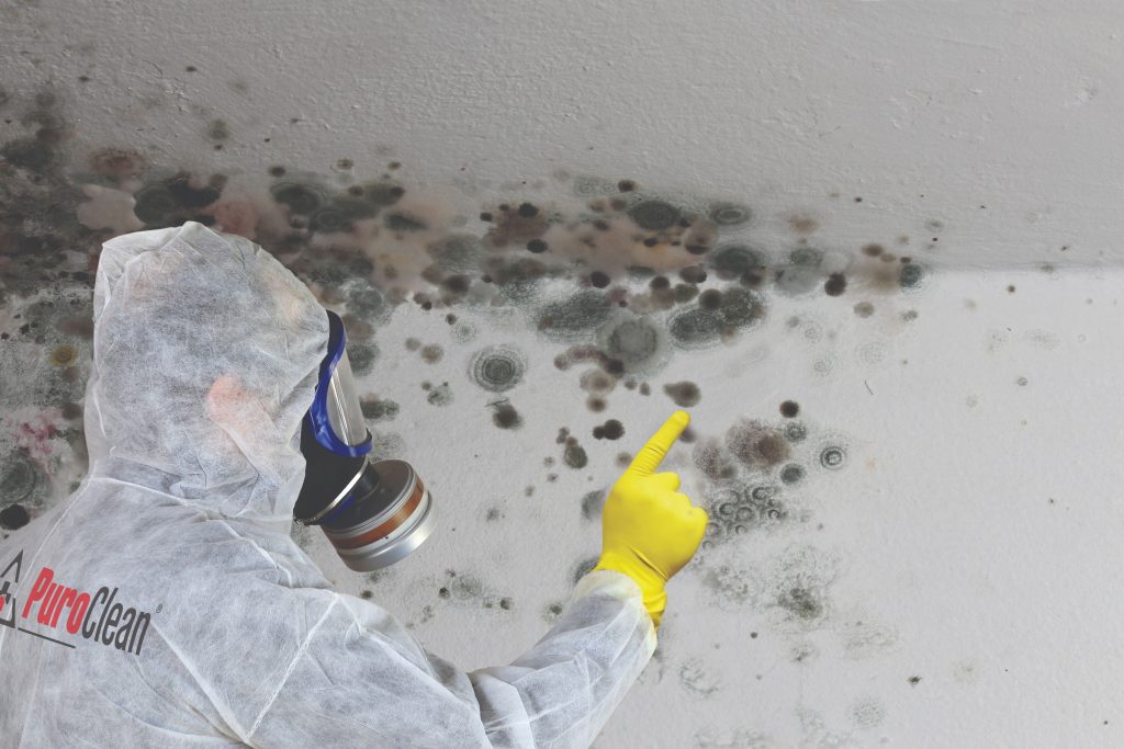 does-toxic-mold-affect-your-brain-mold-fix