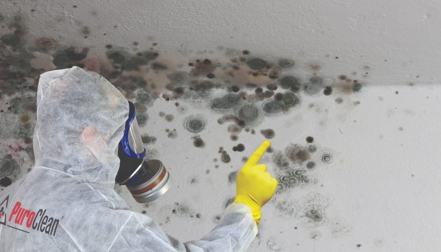 From Struggle to Success: How Much Does Mold Devalue a Home