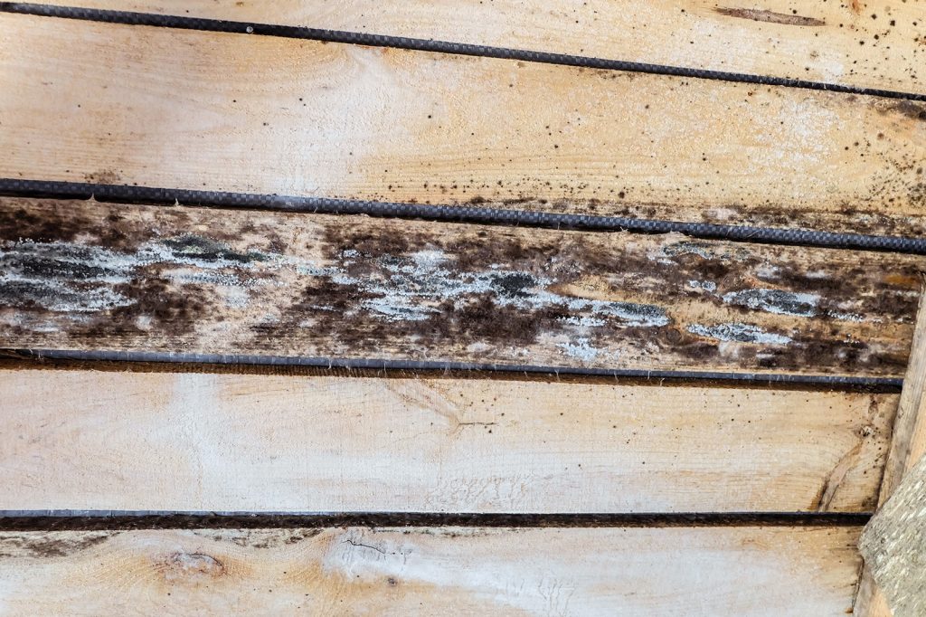 black mold on wood boards