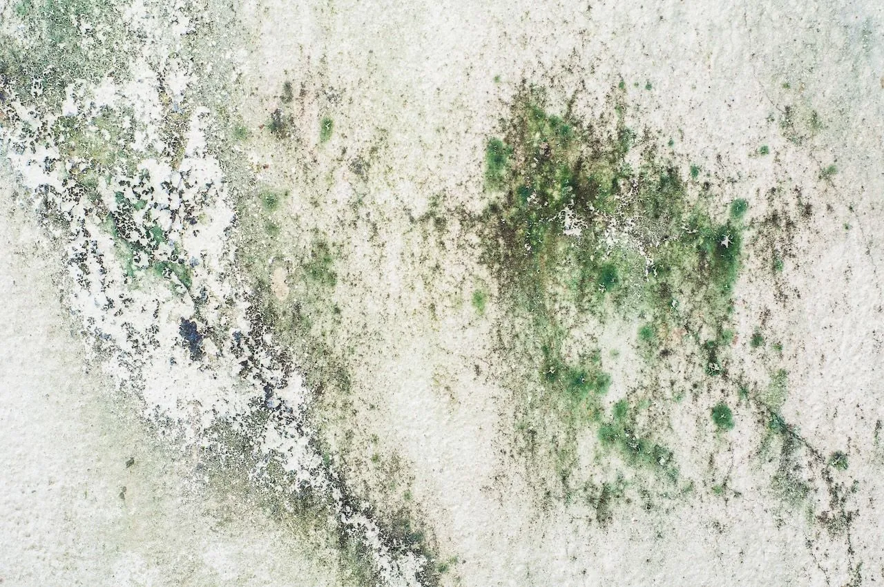 green mold on a wall