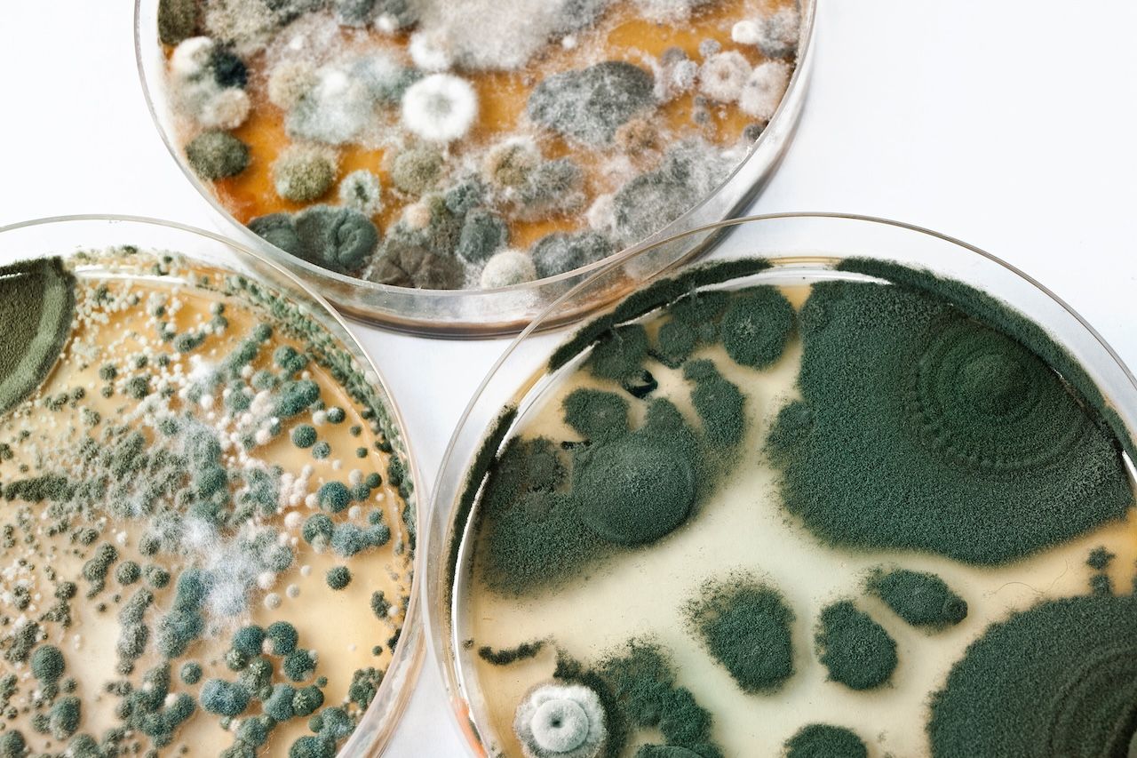 mold types in a petri dish