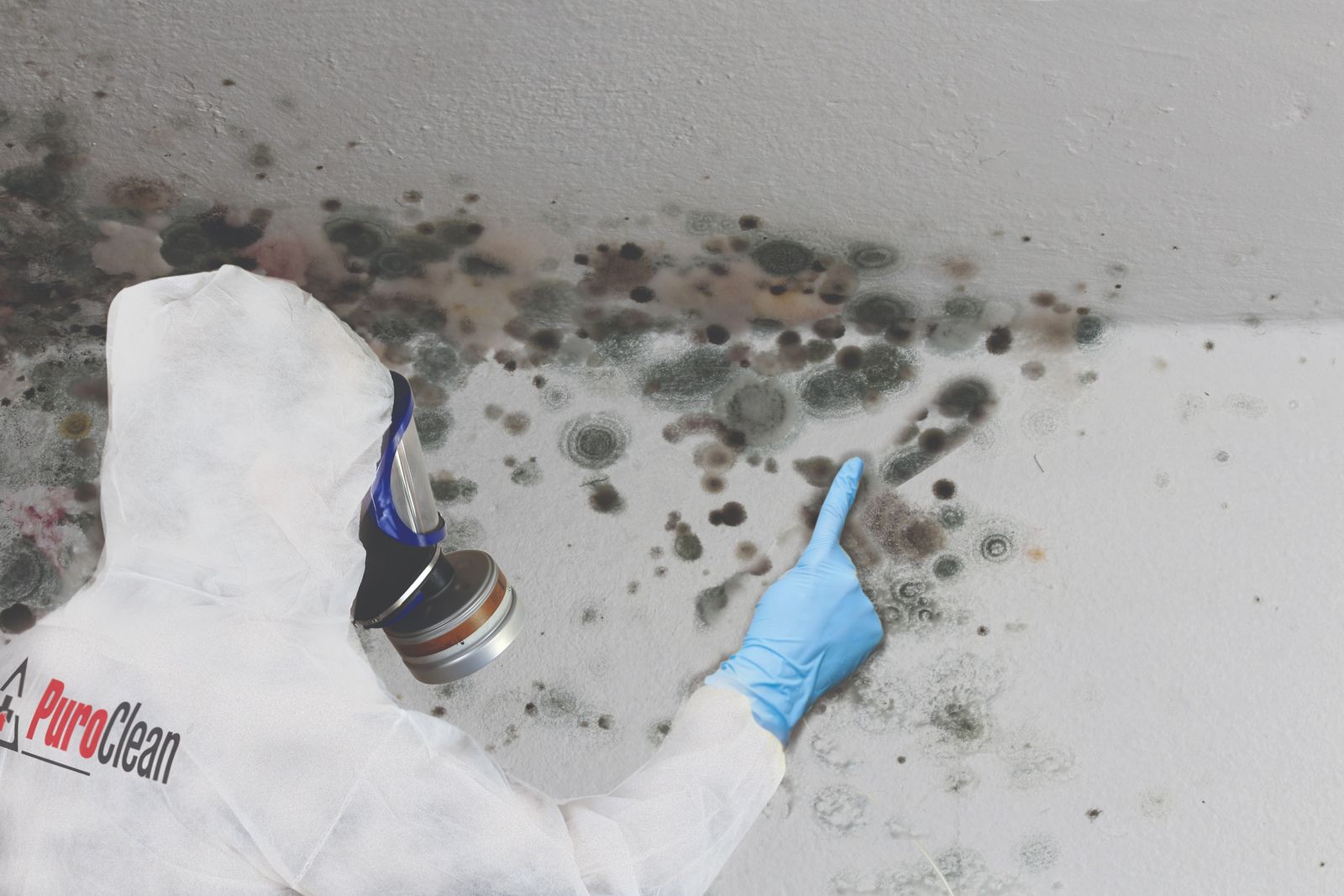 PuroClean mold technician inspecting mold on a wall