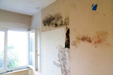 airborne mold that initially appears on a wall