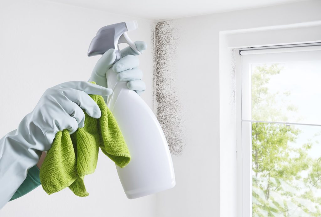 Hands with gloves and spray bottle isolated on wall with mold and window. Eliminate Mold with Anti-Mold Products. 