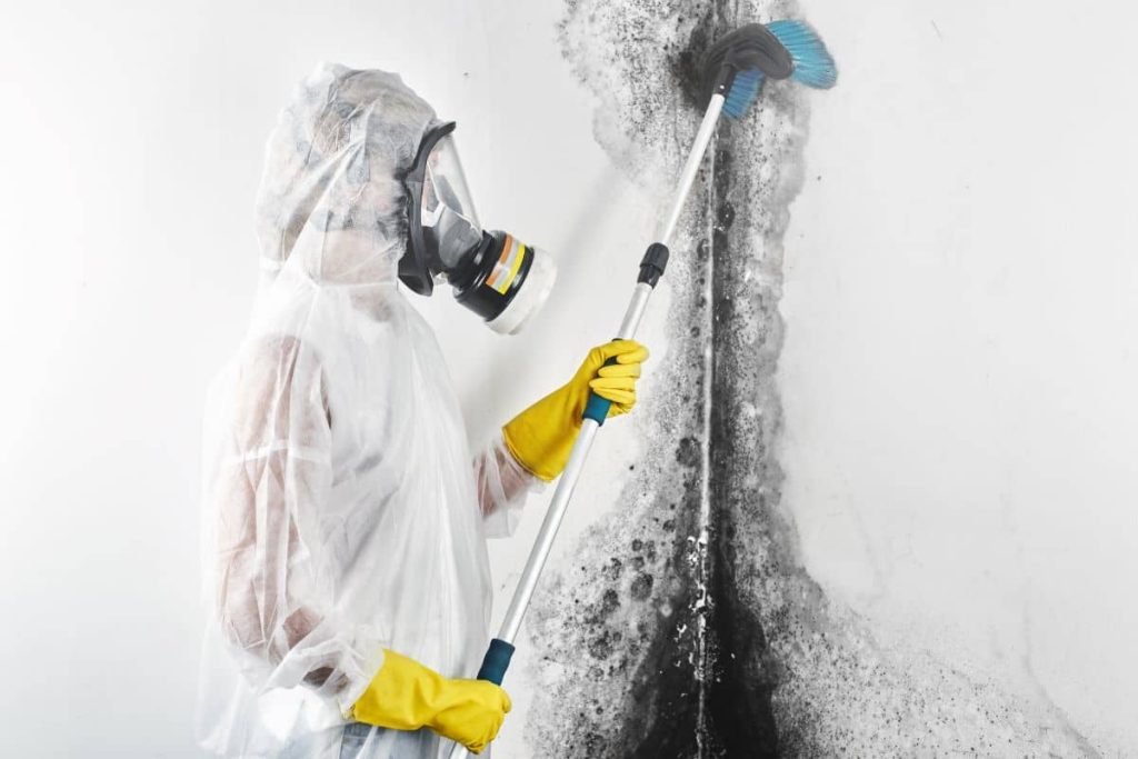 technician cleaning black mold on walls