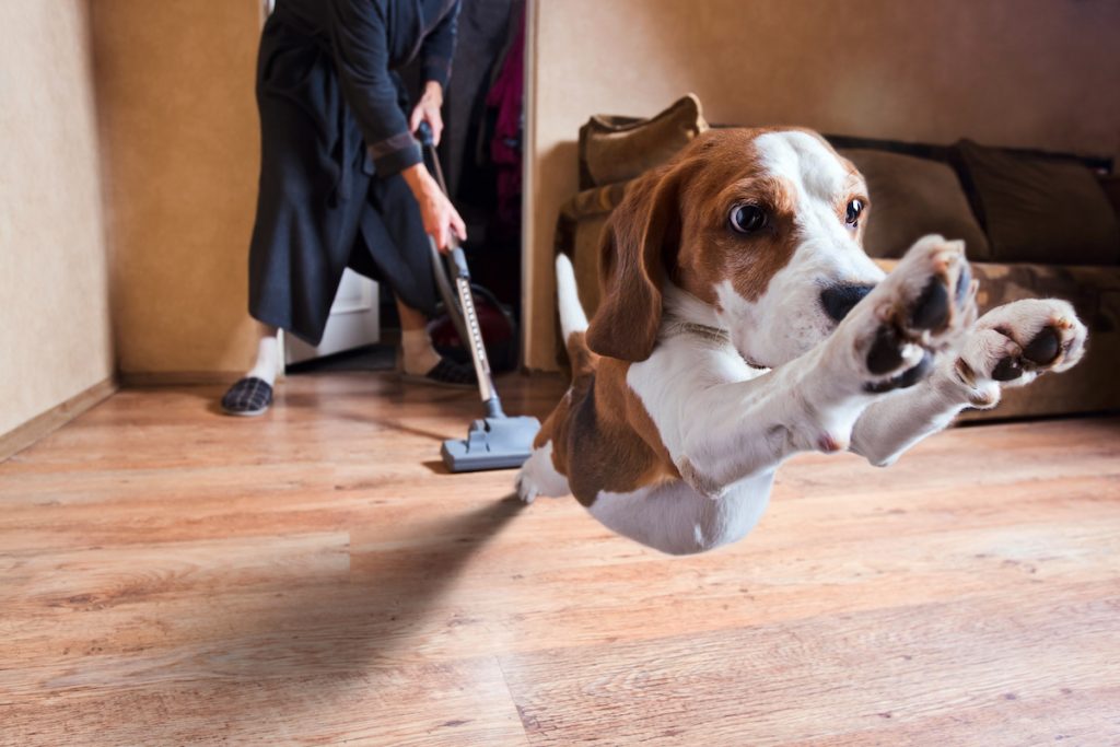 A person is vacuuming a room with a dog in it.