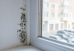 mold in a rental property