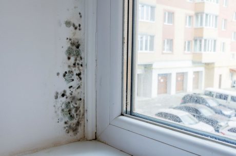 mold in a rental property