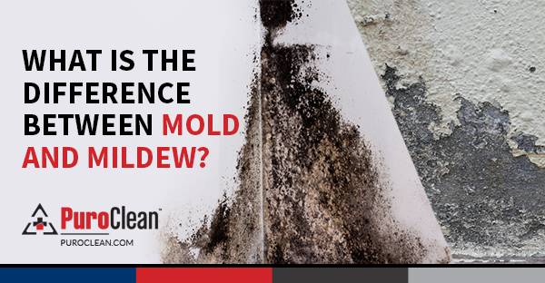 What Is the Difference Between Mold and Mildew?